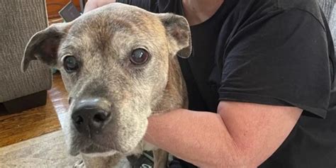 'Total miracle': Dog home safe after Ohio storm, saved from river
